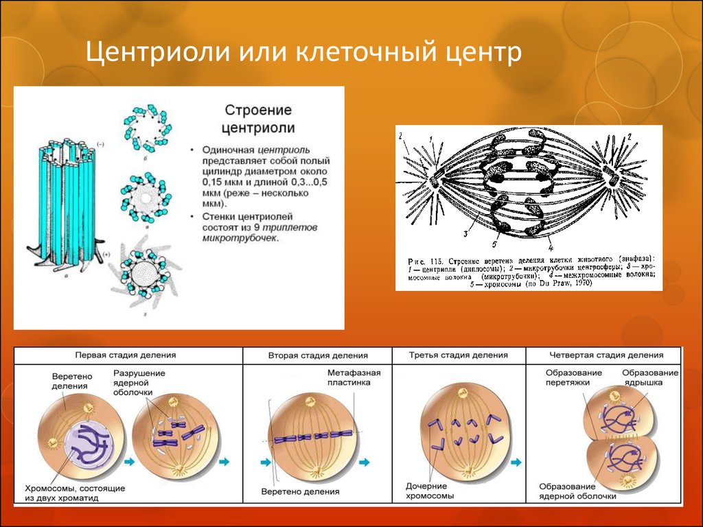 Процесс строения. Центриоль в клетке схема. Митоз деление клетки клеточный центр. Центриоль и микротрубочки клеточного центра. Центриоли строение роль.