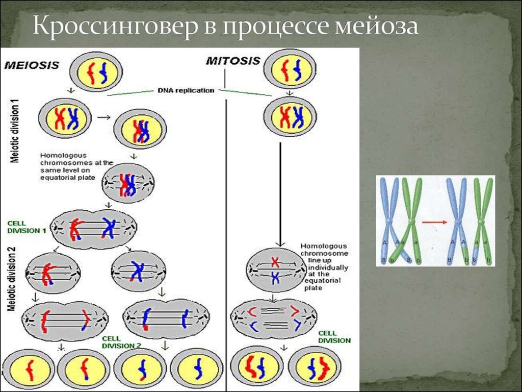 Конъюгация хромосом. Мейоз с кроссинговером схема. Схема кроссинговера при мейозе 1. На каком этапе мейоза происходит кроссинговер. Схема процесса кроссинговера.