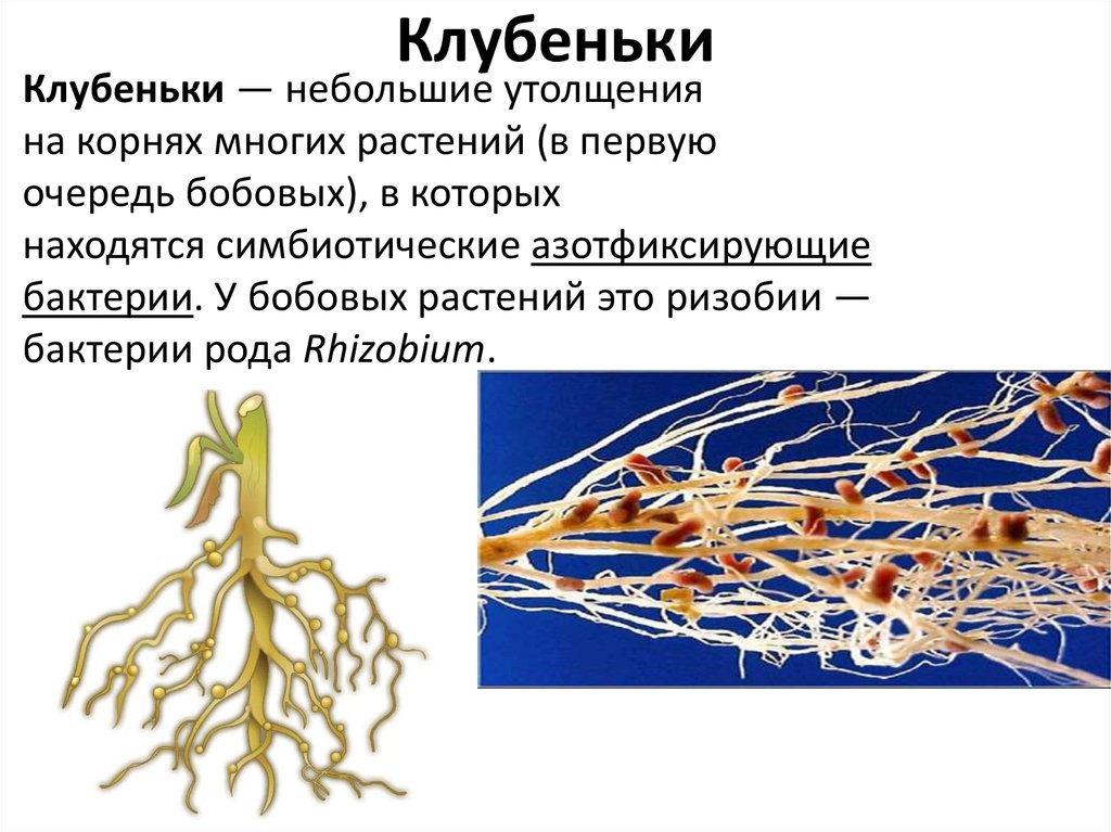 Азотфиксирующие бактерии. Нитрифицирующие бактерии на корнях бобовых. Недетерминированные корневые клубеньки. Корневые клубеньки строение. Азотфиксирующие бактерии на корнях бобовых.