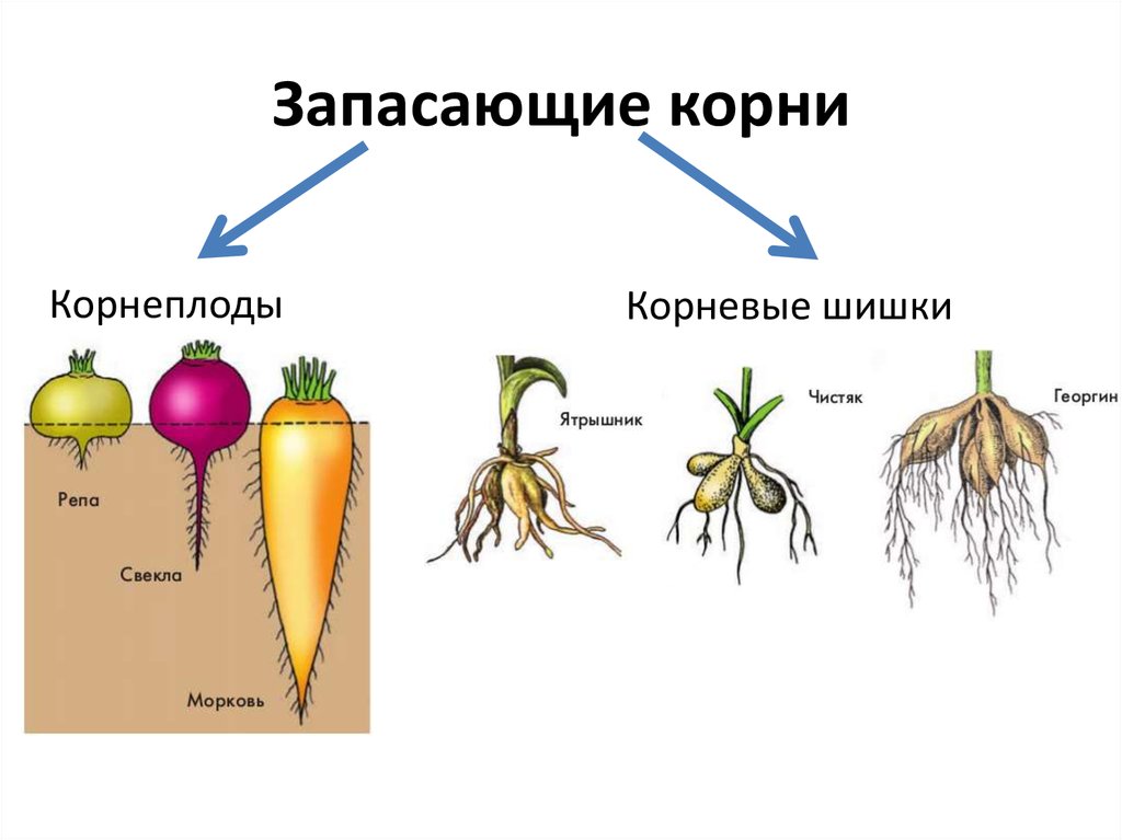 Корневые корни у каких растений. Корневые клубеньки видоизменение. Видоизменения органов растений корень.