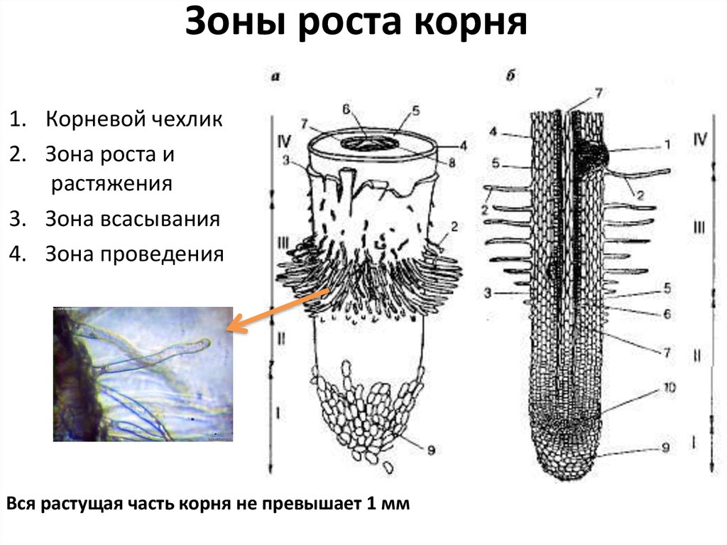 Выполните рисунок зоны корня