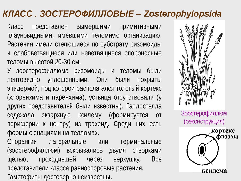 Плауновидные хвощевидные 7 класс. Зостерофиллофиты. Класс зостерофилловые. Ризомоид. Флоэма плауновидных.