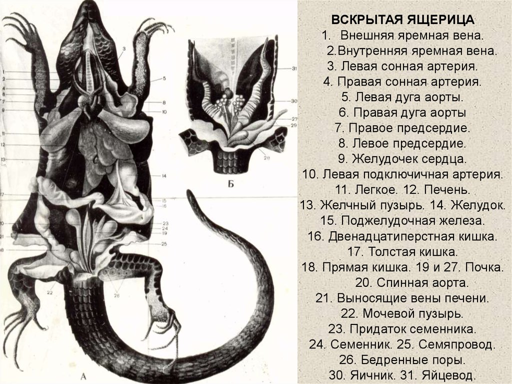 Органы ящерицы рисунок