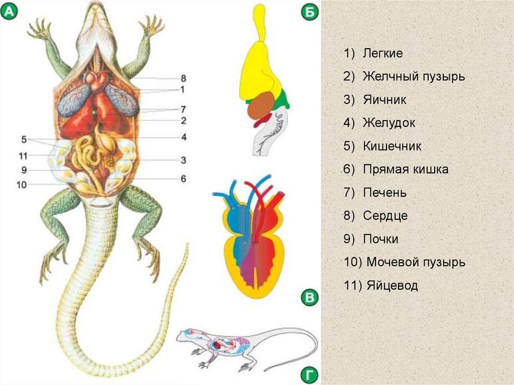 Внутренние органы рептилий