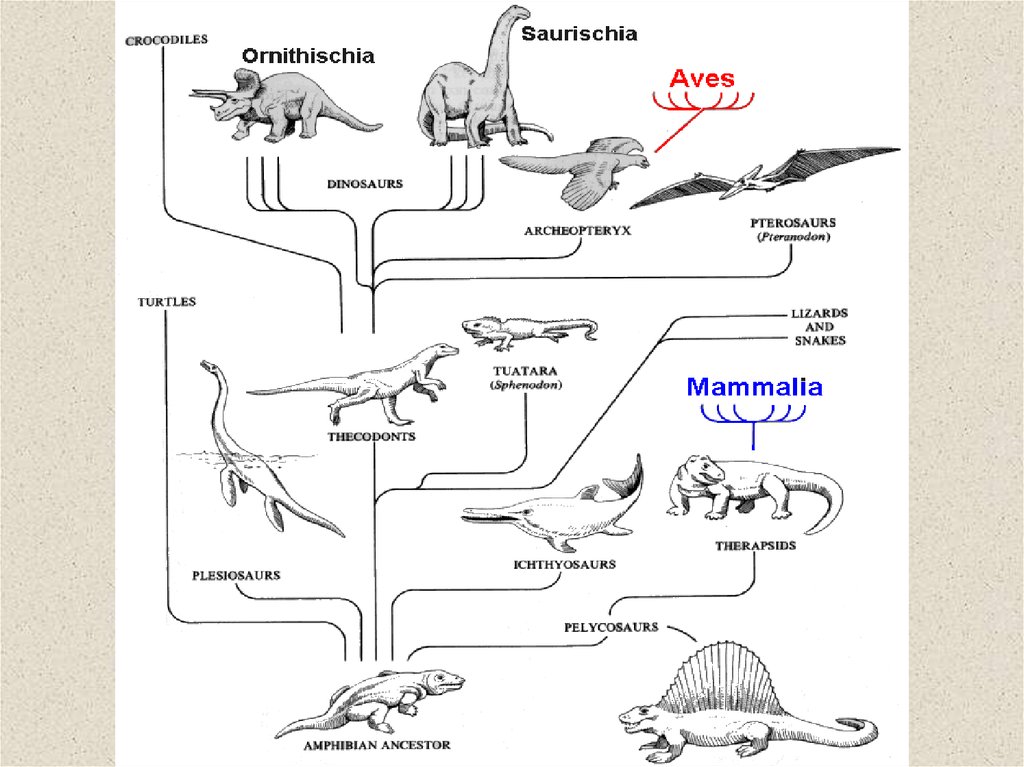 Прогрессивными характеристиками птиц в сравнении с рептилиями. Эволюция рептилий. Амниоты пресмыкающиеся. Прогрессивная Эволюция рептилий. Систематика амниот.