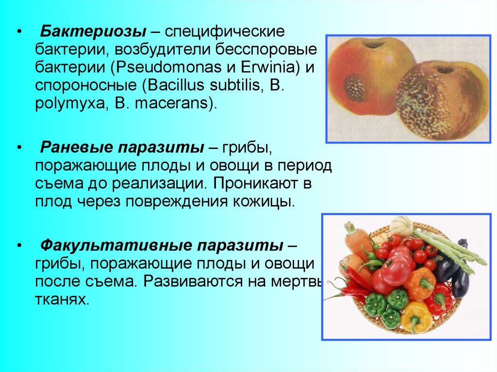 Заболевание овощей и фруктов. Микробиология плодов и овощей. Микробиологические вредители плодов и овощей.