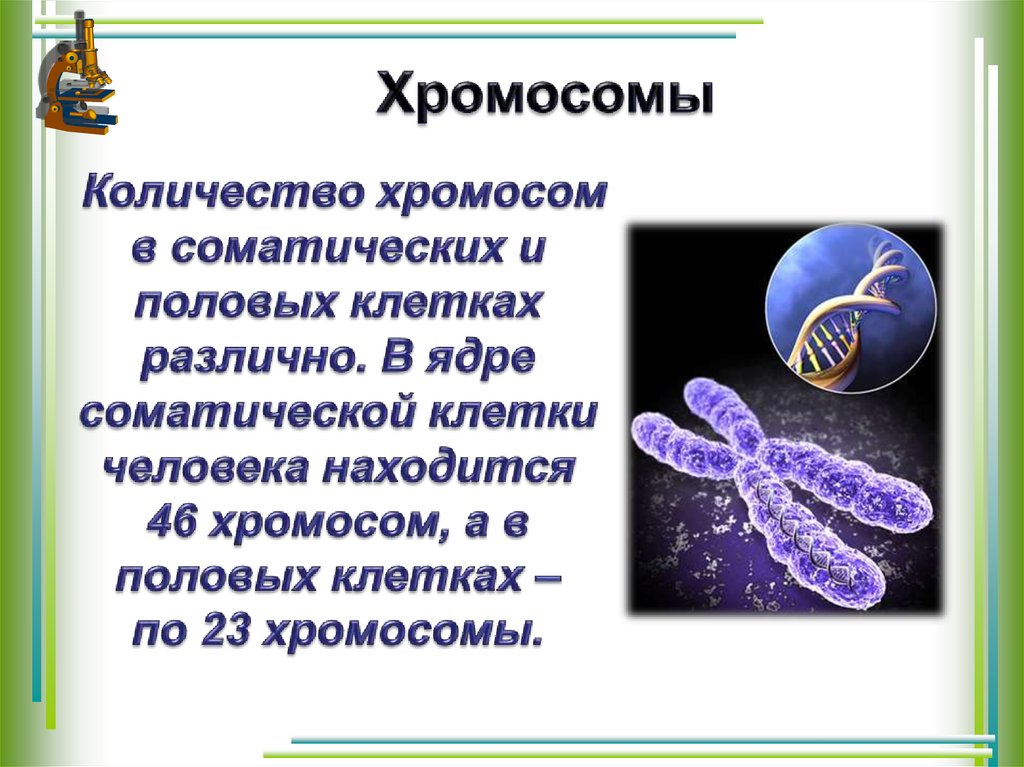 Презентация клеточное строение организма 8 класс презентация