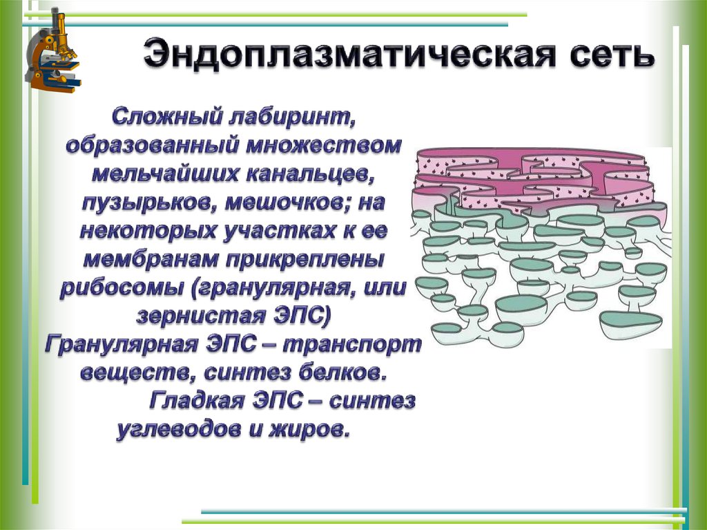 На некотором участке. Эндоплазматическая сеть сложный Лабиринт. ЭПС транспорт веществ. Биологический Лабиринт по теме клетка. Везикула (мешочек с экссудатом)..