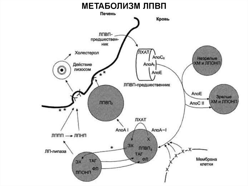 Схема лхат реакции