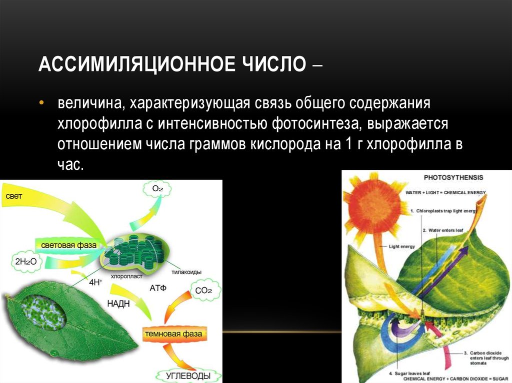 Продукт фотосинтеза 7