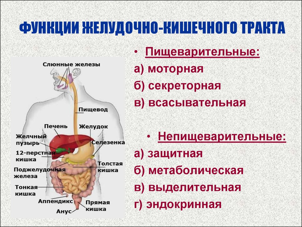 Схема жкт человека