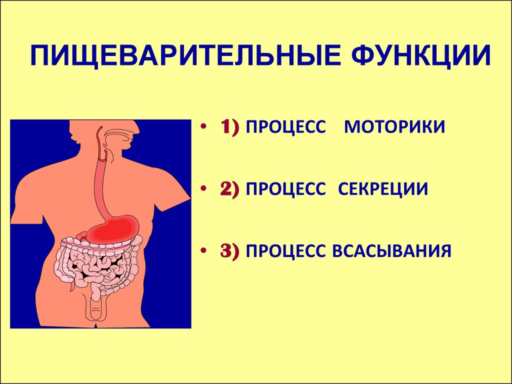 Функции пищеварения