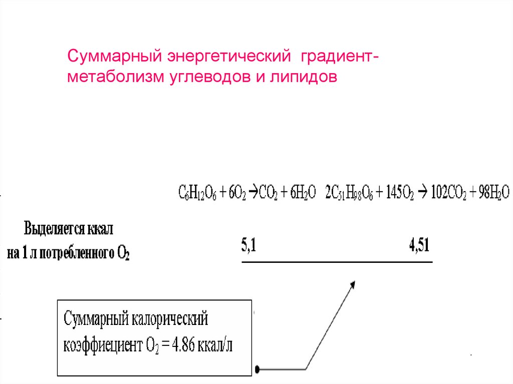 Дорсовентральный метаболический градиент. Калорический коэффициент углеводов.