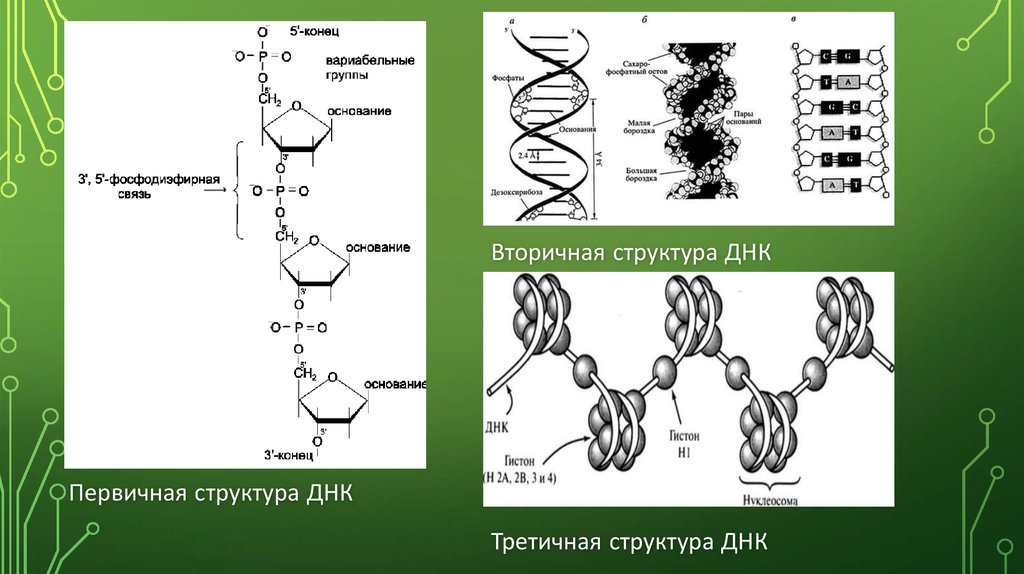 Днк в соединении с белком. Первичная вторичная и третичная структура ДНК биохимия. Первичная структура молекулы ДНК. Первичная и вторичная структура ДНК. Структуры ДНК первичная вторичная и третичная четвертичная связи.