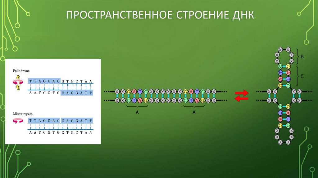 Открытие строение. Пространственная структура ДНК. Пространственное строение ДНК. Пространственное строение молекулы ДНК. Пространственная структура молекулы ДНК.