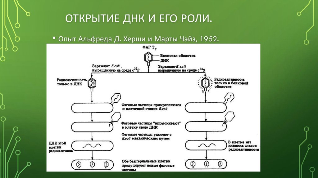 Открытые структуры днк