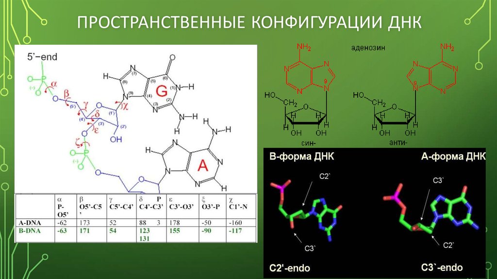 Днк эфиры