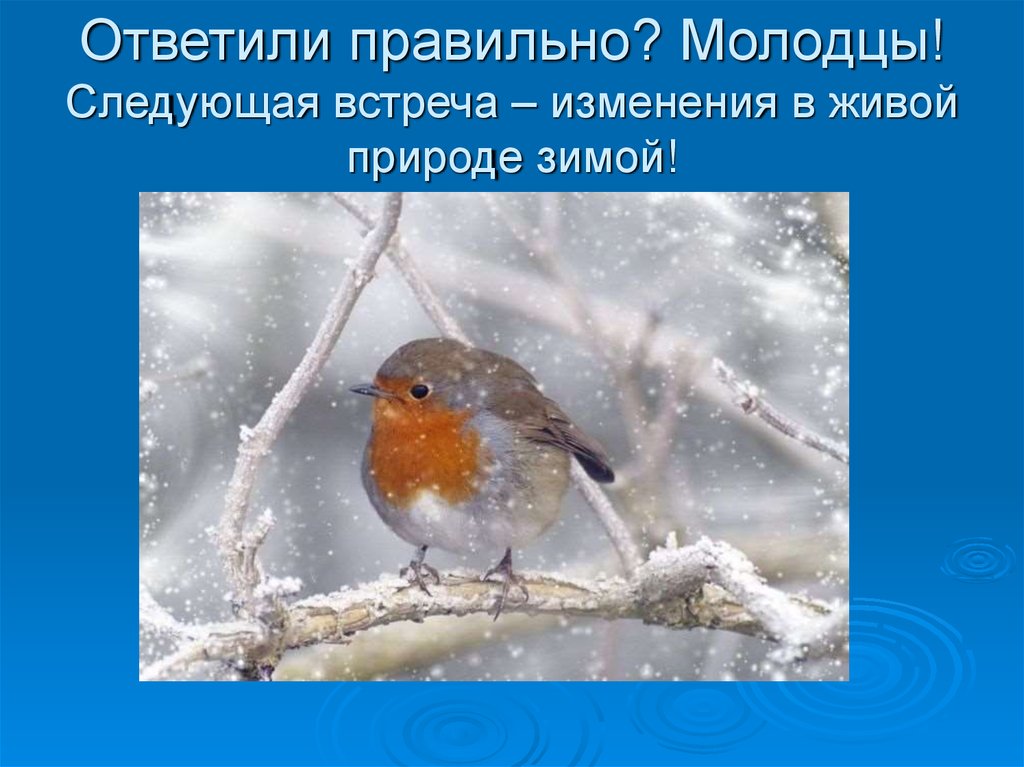 Зимние явления в неживой природе 2. Изменения в живой природе зимой. Зимние явления в живой природе. Зима наблюдение в живой природе. Наблюдения в живой природе зимой.