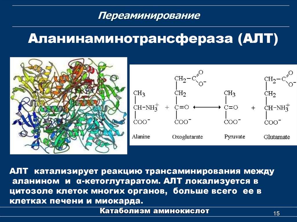 Алат фермент. Переаминирование аминокислот механизм. Реакции катализируемые алт и АСТ. Аланинаминотрансфераза биохимия. Аланинаминотрансфераза алт реакция.