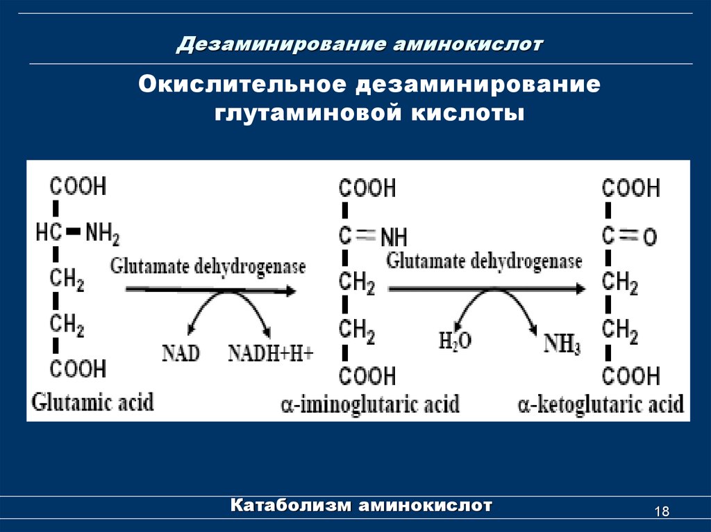 Реакция окислительного дезаминирования. Окислительное дезаминирование глутаминовой. Окислительное дезаминирование глутаминовой аминокислоты. Реакцию окислительного дезаминирования глутамата.