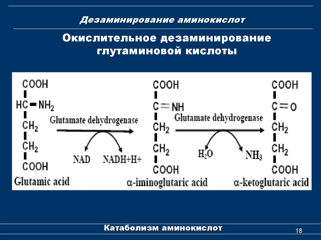 Получение л. Продукты окислительного дезаминирования глутаминовой кислоты. Окислительное дезаминирование аминокислот. Непрямое дезаминирование аминокислот катализируется ферментами. Коферменты дезаминирования аминокислот.