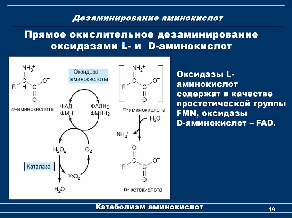 Ферменты дезаминирования. Коферменты дезаминирования аминокислот. Реакции окислительного дезаминирования аминокислот. Прямое окислительное дезаминирование аминокислот схема. L дезаминирование аминокислот.