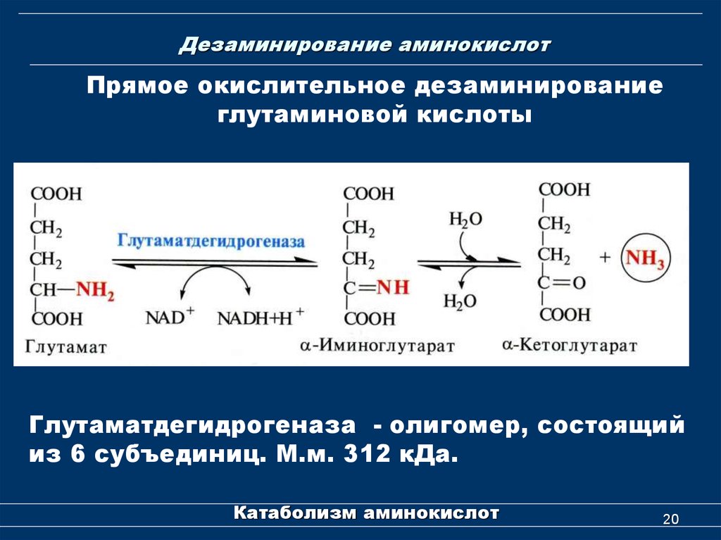 Аминокислота образуется в процессе. Прямое окислительное дезаминирование аминокислот. Реакция дезаминирования аминокислот окисление. Прямое окислительное дезаминирование l-аминокислот. Реакция окислительного дезаминирования глутаминовой кислоты.