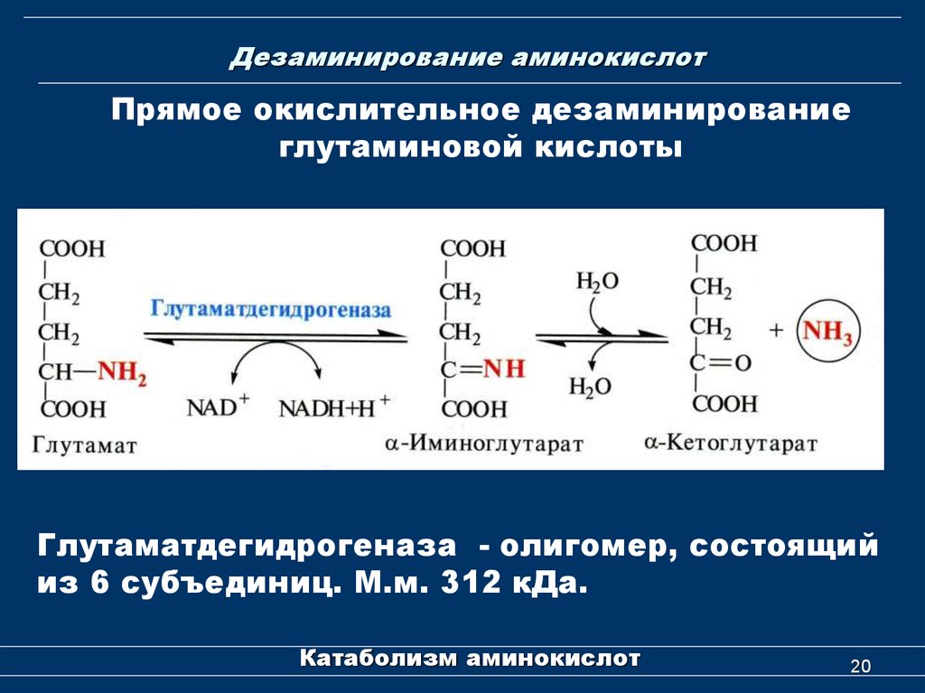 Схема реакции окислительного дезаминирования аспарагиновой кислоты