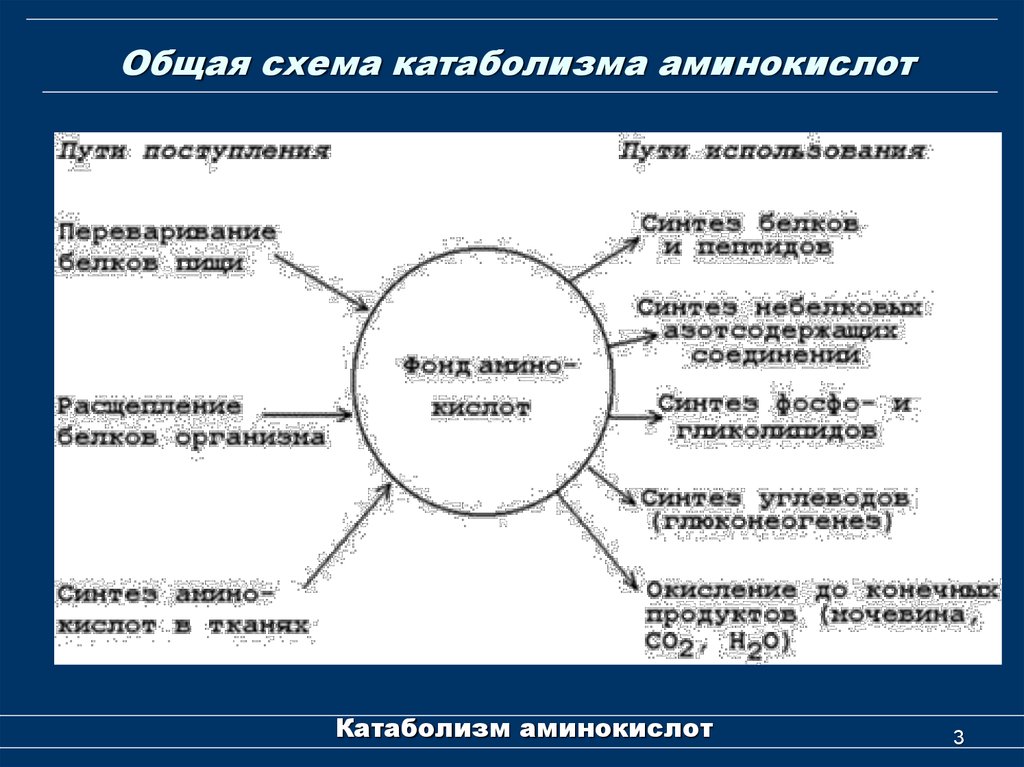 Схема общий путь катаболизма