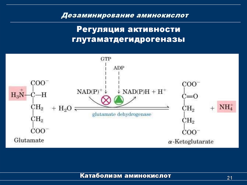 В результате дезаминирования образуется. Коферменты дезаминирования аминокислот. Окислительное дезаминирование аминокислот. Регуляция активности глутаматдегидрогеназы. Общая схема дезаминирования аминокислот.