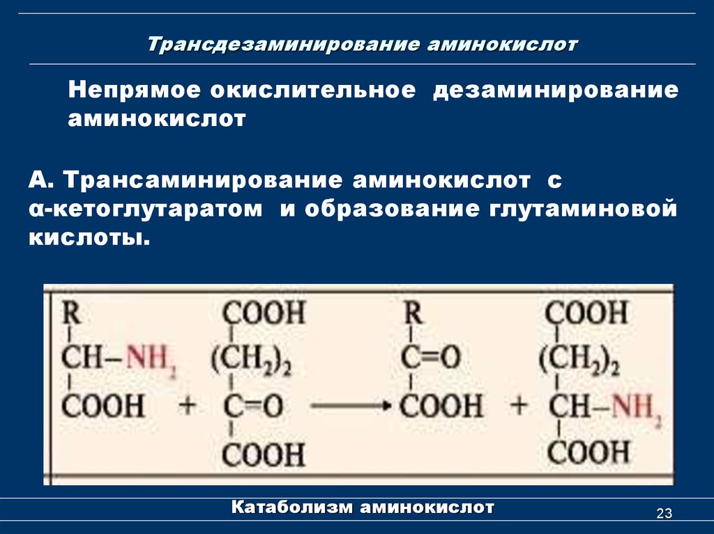Реакция окислительного дезаминирования. Переаминирование (трансаминирование) аминокислот:. Непрямое окислительное дезаминирование глутаминовой кислоты. Непрямое дезаминирование аминокислот. Непрямое окислительное дезаминирование аминокислот.