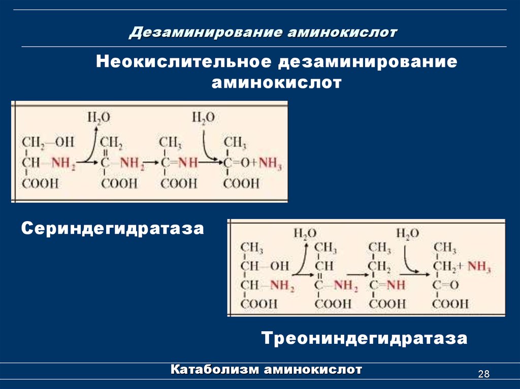Ферменты дезаминирования. Продукты окислительного дезаминирования аминокислот. Типы дезаминирования аминокислот. Окислительное дезаминирование аминокислот. Реакция восстановительного дезаминирования аминокислот.