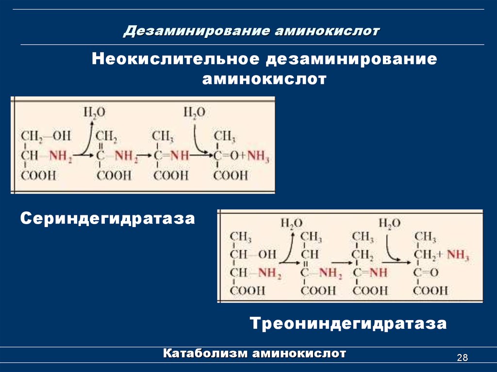 Ферменты дезаминирования