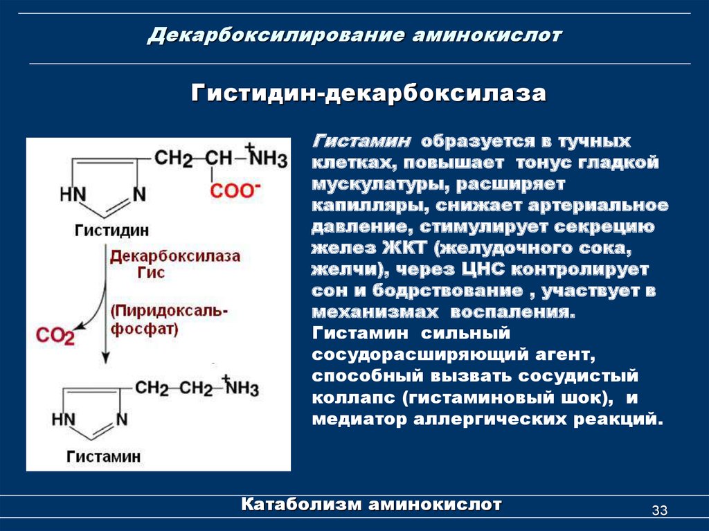 Аминокислоты это ферменты. Декарбоксилирование аминокислот кофермент. Декарбоксилирования аминокислоты гистидина. Декарбоксилирование аминокислоты ггистидина. Гистидин декарбоксилаза.