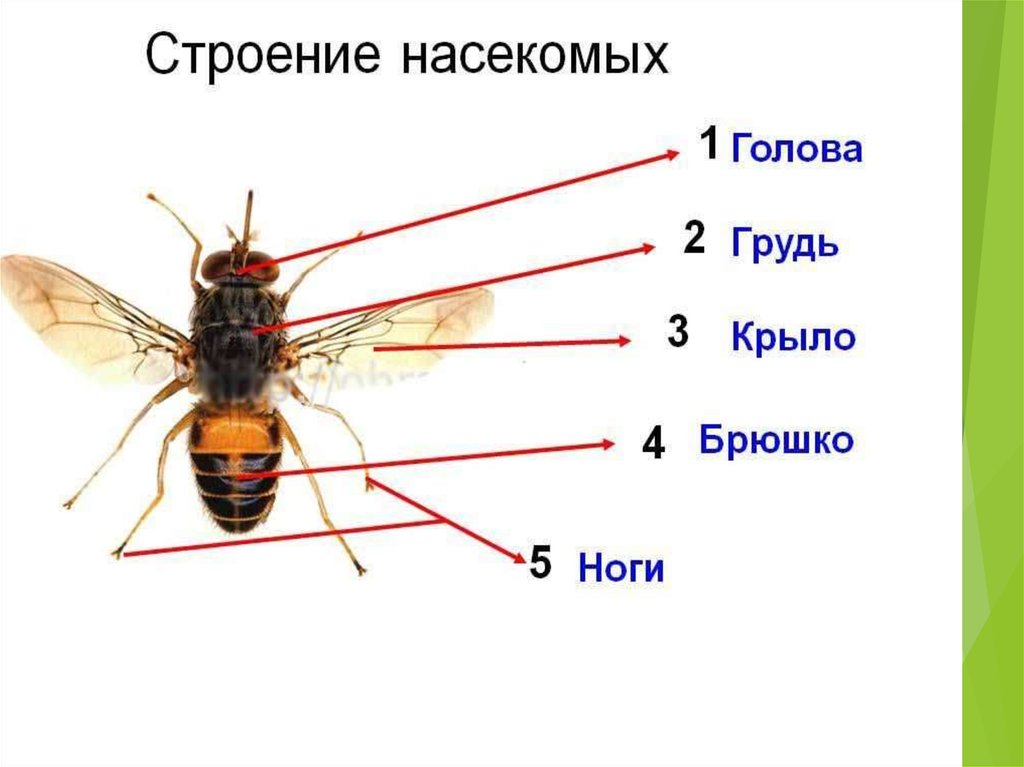 Схема насекомые для дошкольников