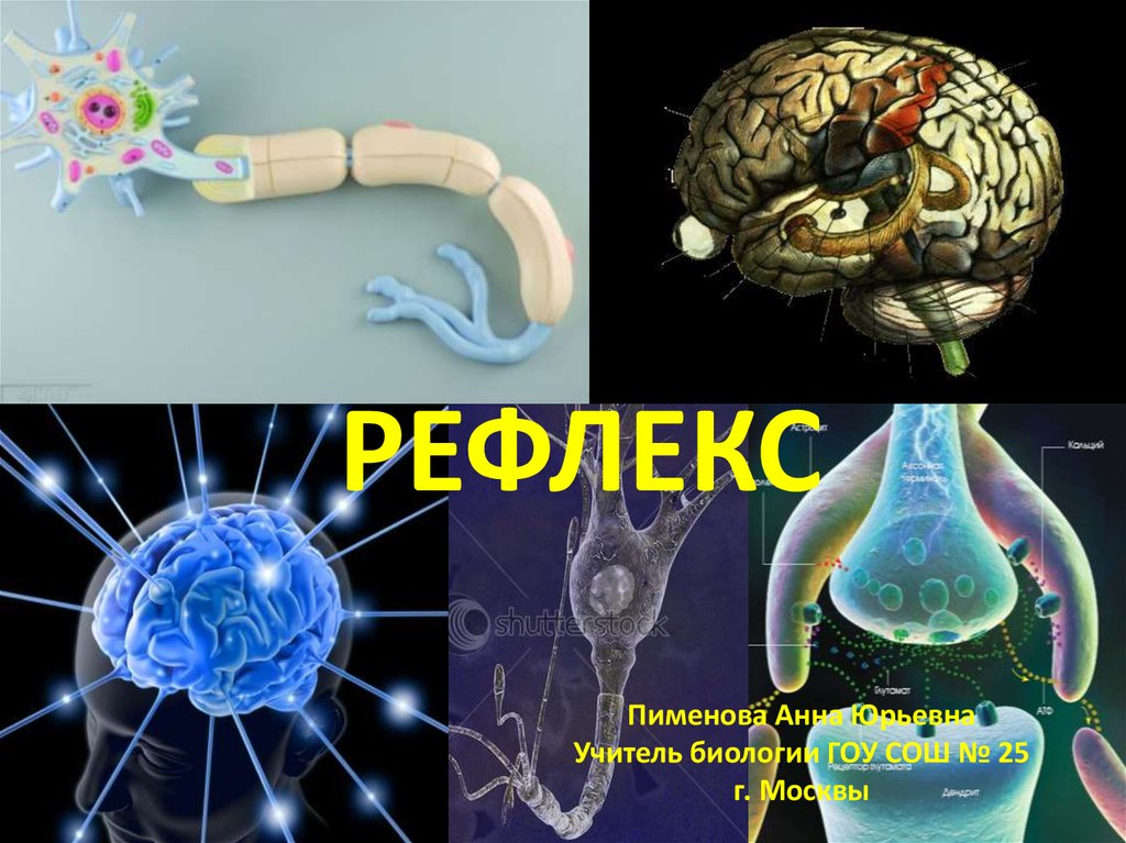 Нервная система человека презентация пименов