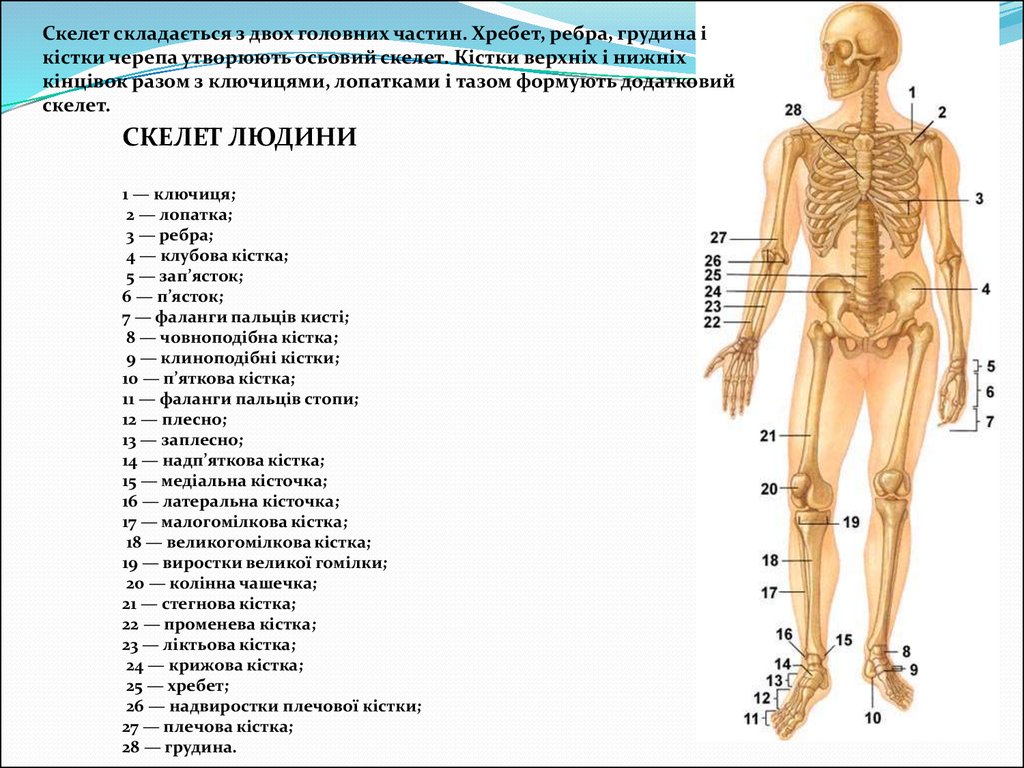 К внутреннему скелету относятся. Строение скелета человека. Скелет человека с названием костей. Название всех костей человека. Скелет человека с описанием костей.
