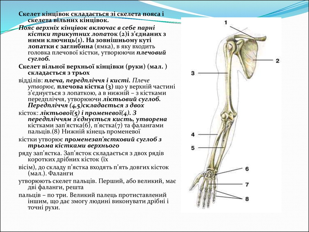 Отделы скелета пояса верхних конечностей. Отделы и кости скелета верхней конечности. Суставы скелета верхней конечности. Скелет пояса верхней конечности включает. Скелет пояса верхних конечностей млекопитающих.