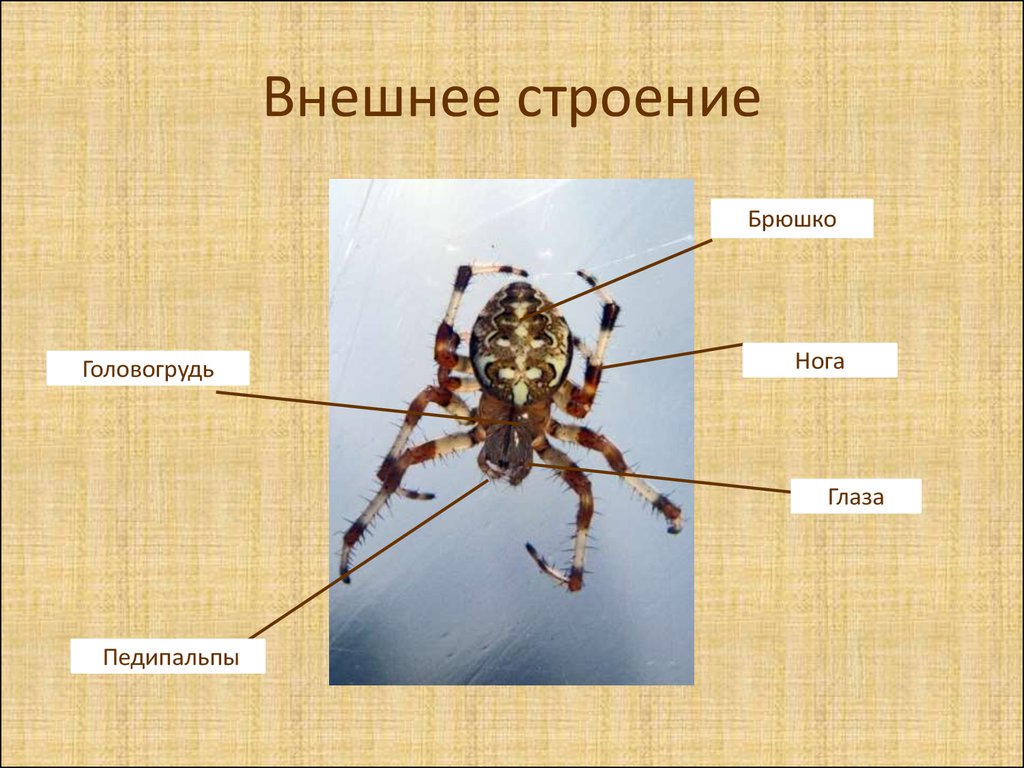 Внешнее строение паука крестовика презентация