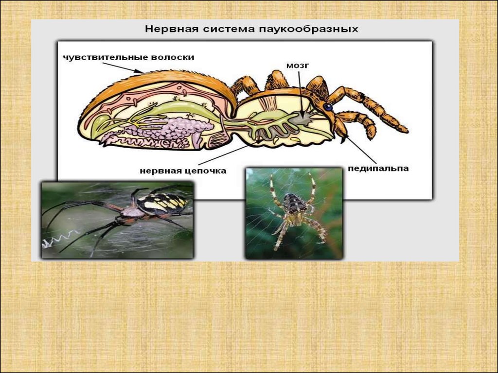 Адаптация паукообразных. Опорно двигательная система паукообразных. Двигательная система у паукообразных. Органы дыхания паукообразных. Внешнее строение паука.