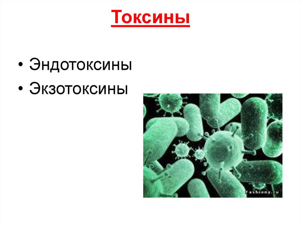Сильнейшие токсины. Токсины выделяемые микроорганизмами. Тема презентации Токсин. Токсины картинки. Бактерия выделяет токсины.