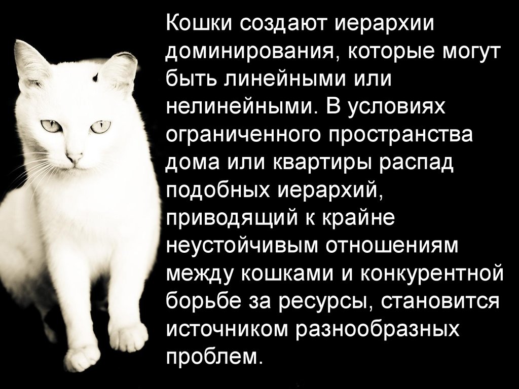 После тренинга по психологии коты. Создание кошки. Доминирующий кот. Психология коты. Конкурентное поведение кошки.