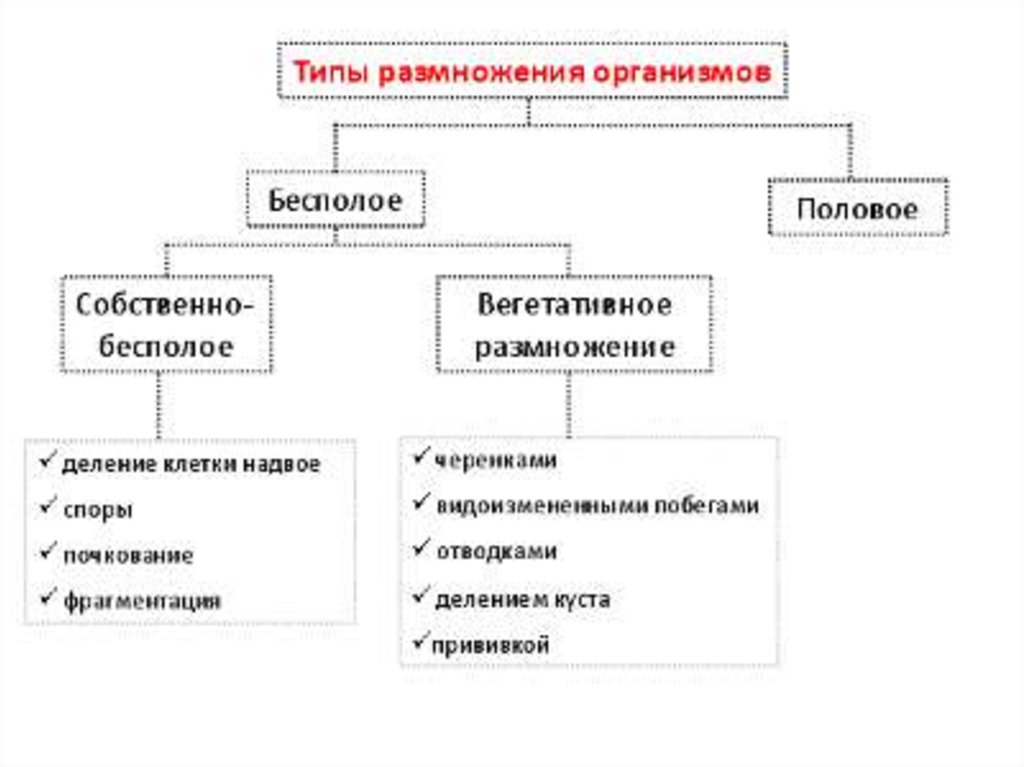 Размножение живых. Типы моделей ХТП (ХТС). Формы жизни клеточные и неклеточные таблица. Неклеточные и клеточные формы жизни схема. Классификация моделей химико-технологических систем.