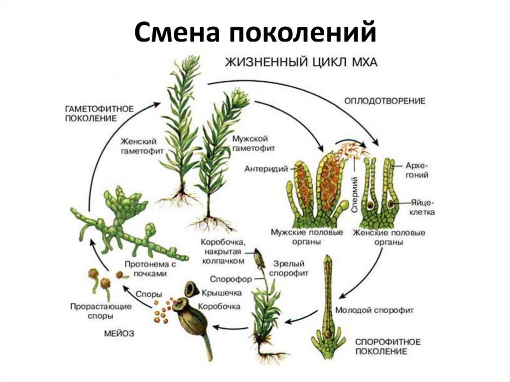 Смена поколений