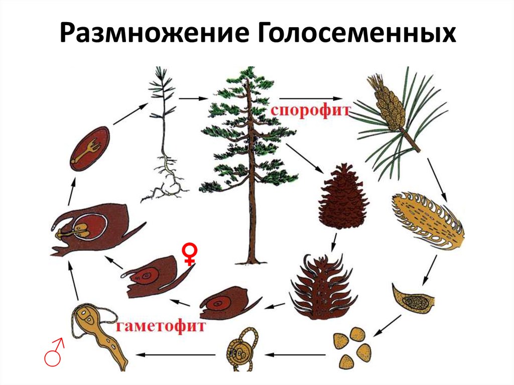 Схема размножения голосеменных растений 6 класс биология