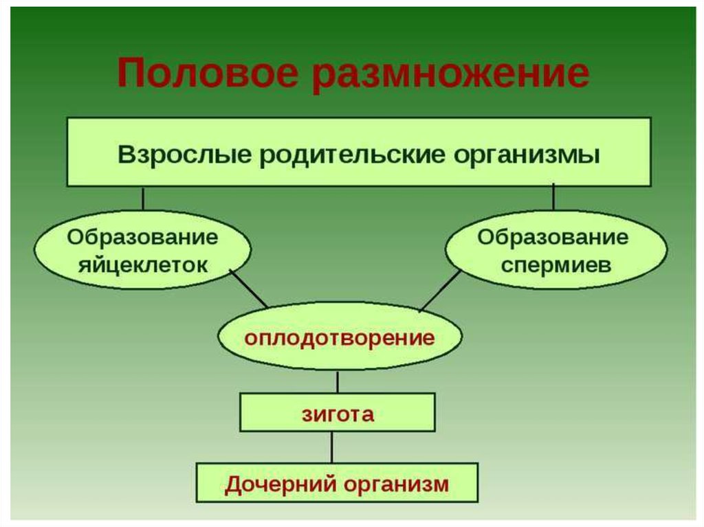 Презентация на тему размножение и развитие организмов