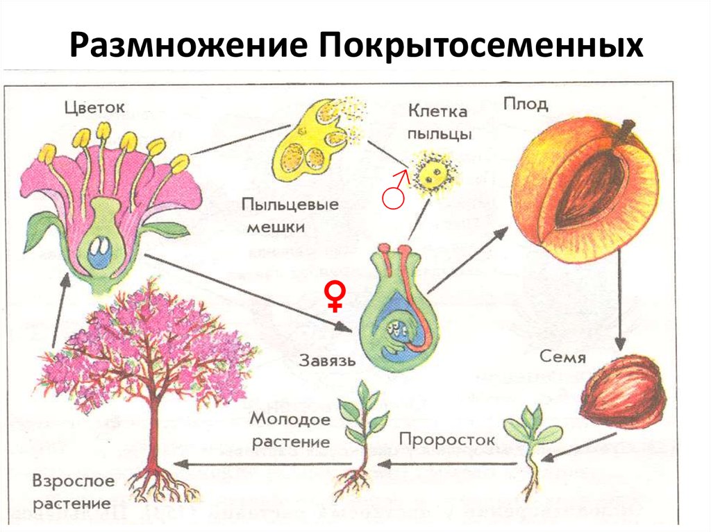 Эволюционные приобретения покрытосеменных схема