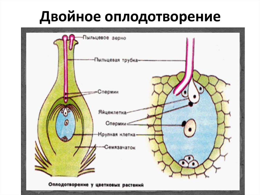 Двойное оплодотворение