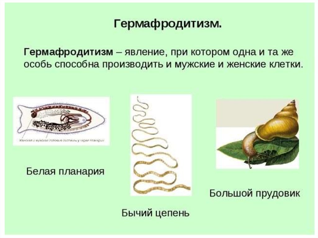 Гермафродитизм. Первичный гермафродитизм это. Виды размножения гермафродиты.