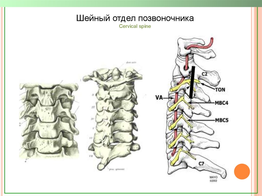 Имеется шейный отдел позвоночника